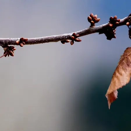 Pigi Tarlampa 아노 트리칼라