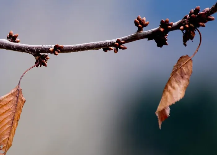 Pigi Tarlampa Ано-Трикала